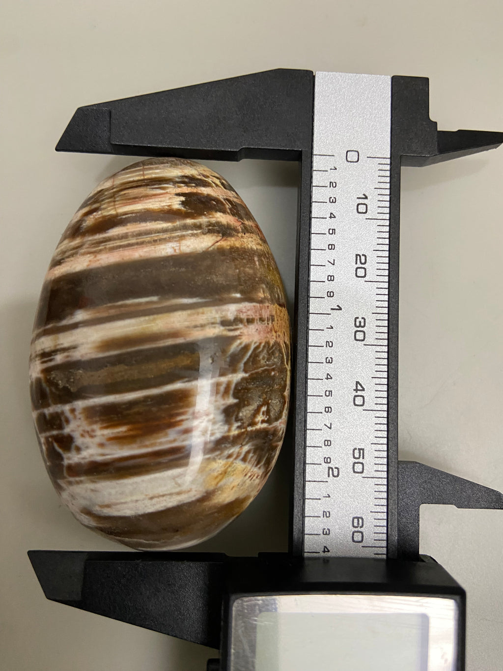 Petrified Wood Palm Stone