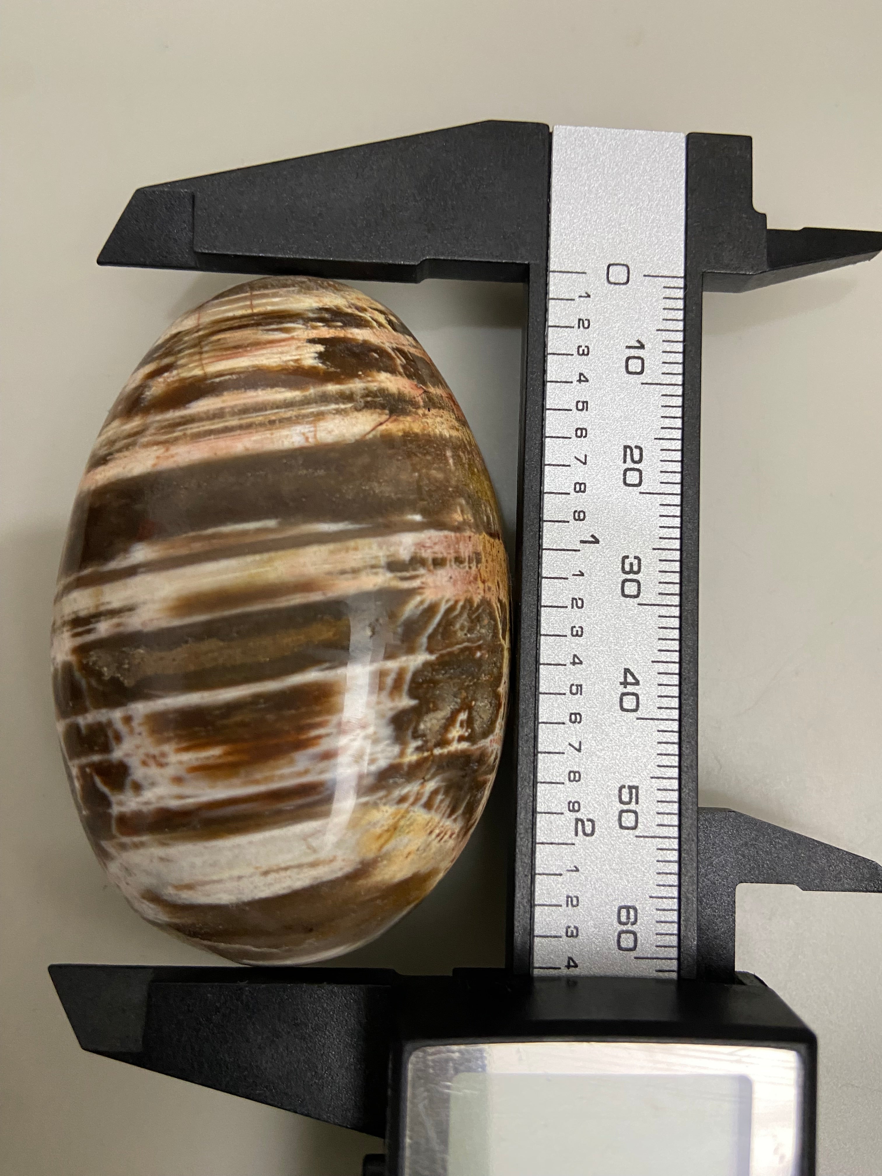 Petrified Wood Palm Stone