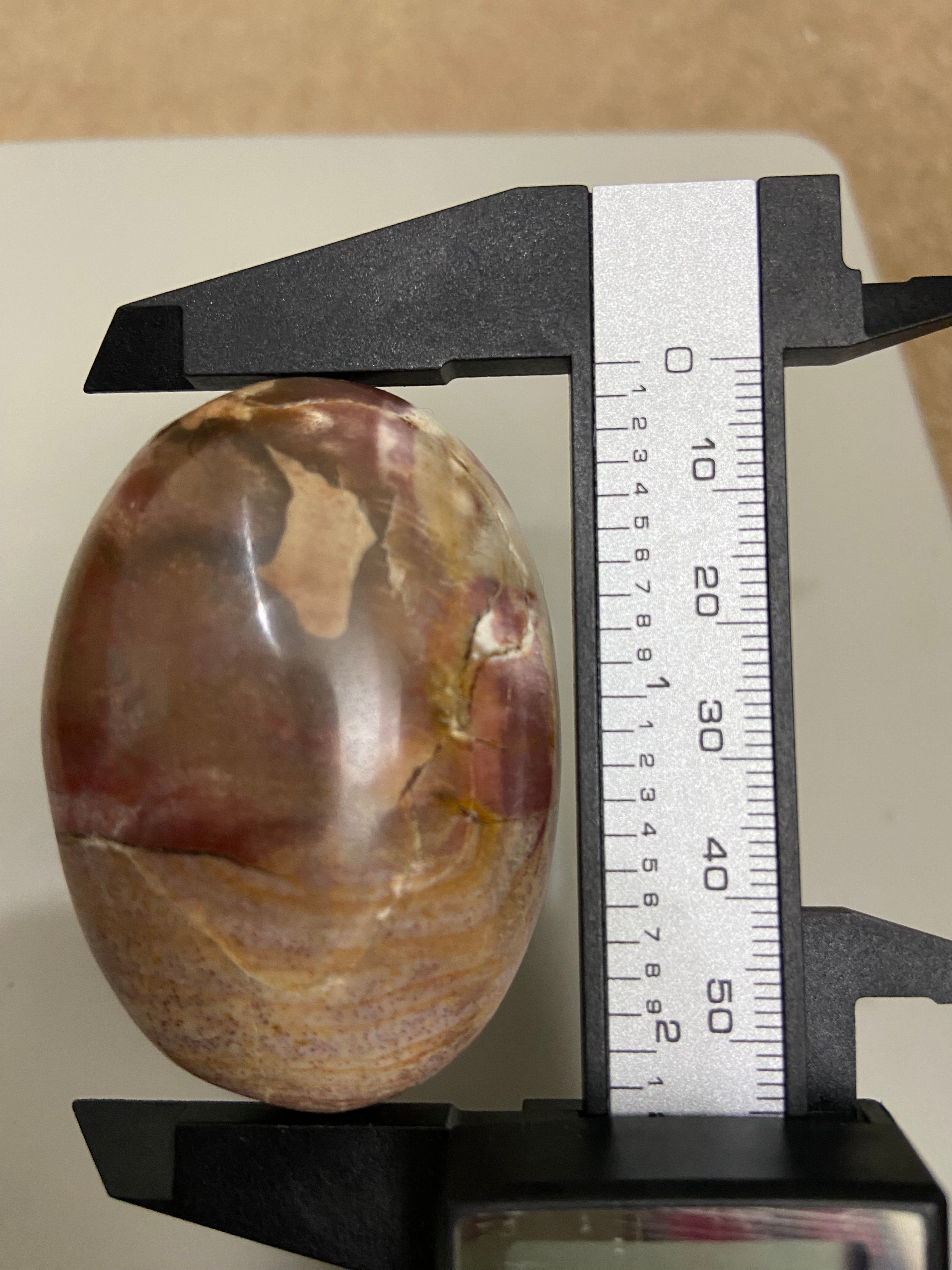 Petrified Wood Palm Stone