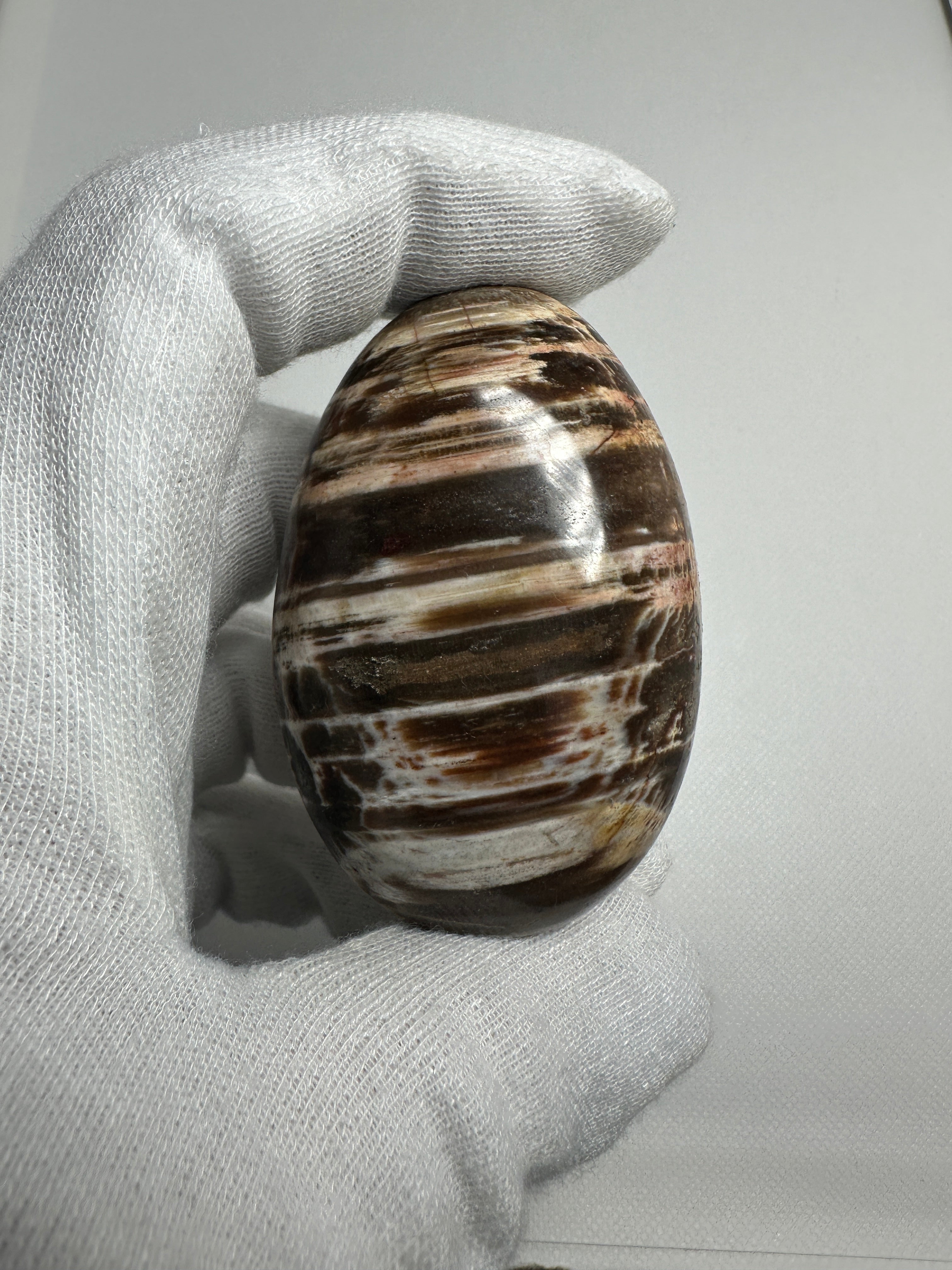 Petrified Wood Palm Stone