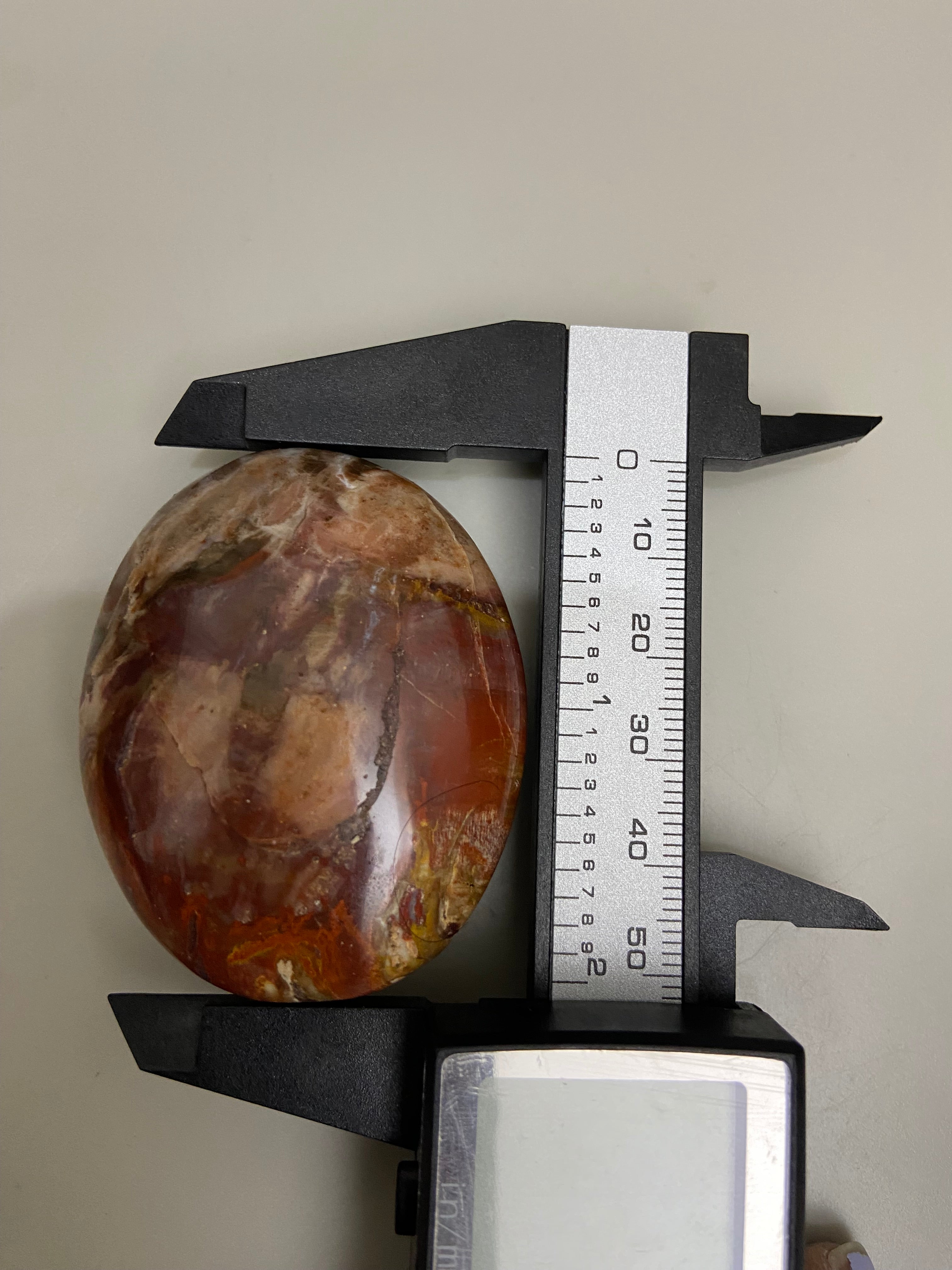 Petrified Wood Palm Stone
